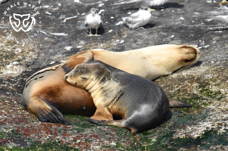 Whale Watch Western Australia