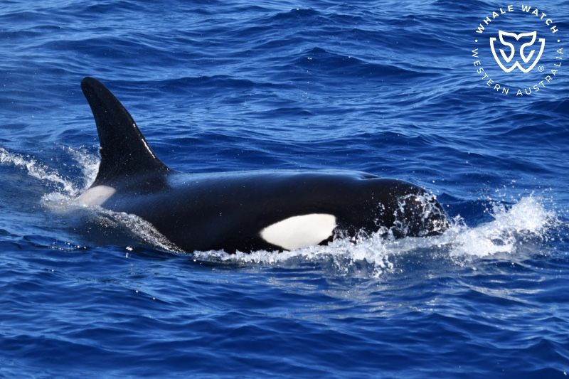 Whale Watch Western Australia