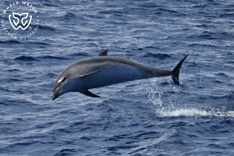 Whale Watch Western Australia