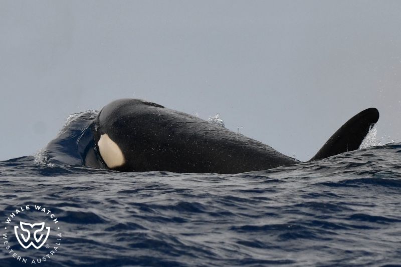 Whale Watch Western Australia