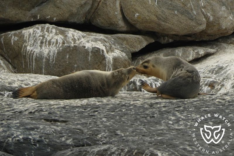 Whale Watch Western Australia