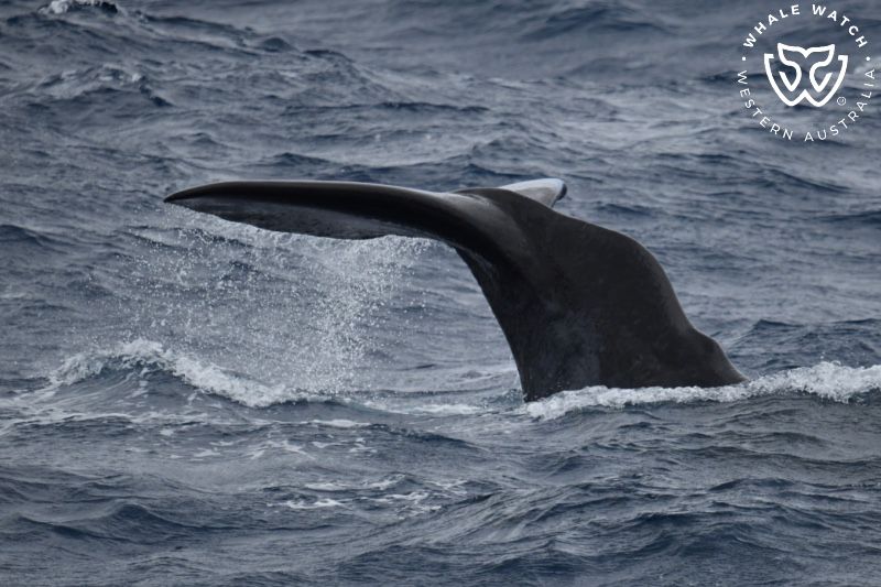 Whale Watch Western Australia