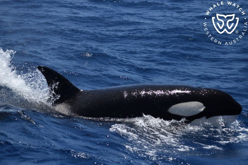 Whale Watch Western Australia