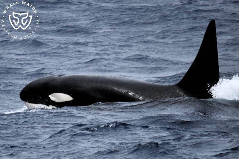 Whale Watch Western Australia