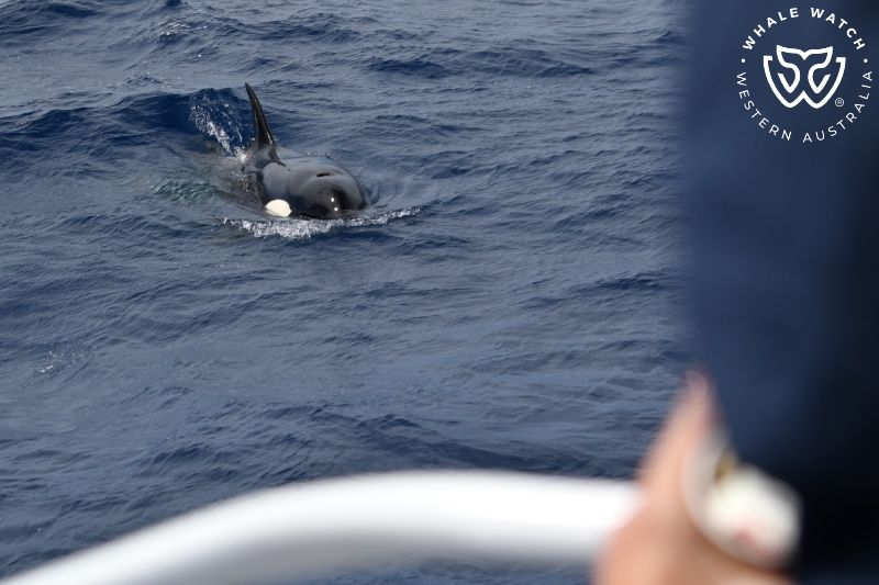 Whale Watch Western Australia