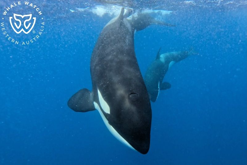 Whale Watch Western Australia