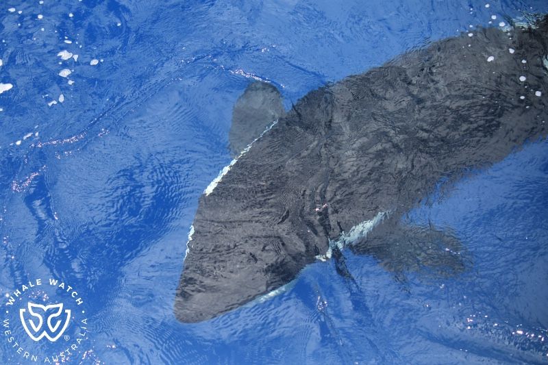 Whale Watch Western Australia