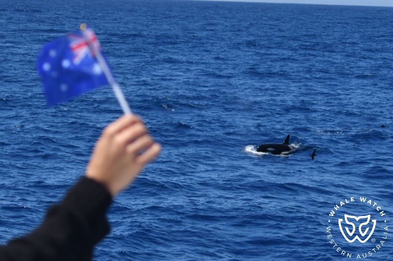 Whale Watch Western Australia