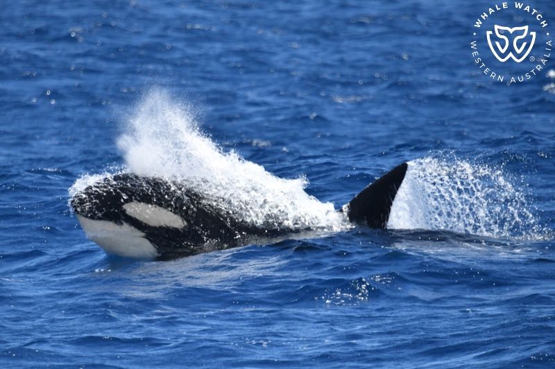 Whale Watch Western Australia
