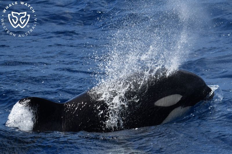 Whale Watch Western Australia
