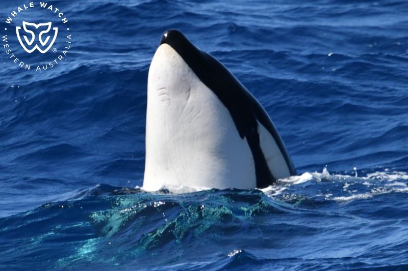 Whale Watch Western Australia