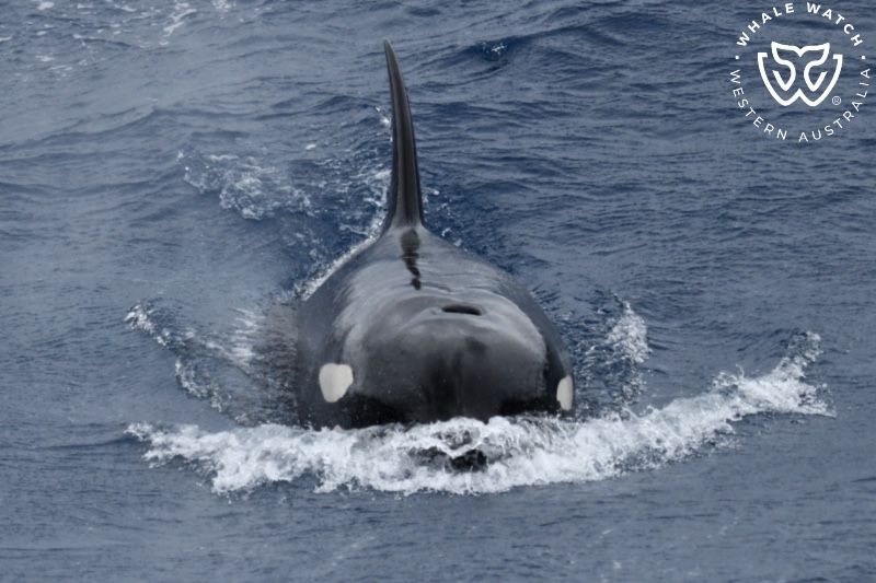 Whale Watch Western Australia