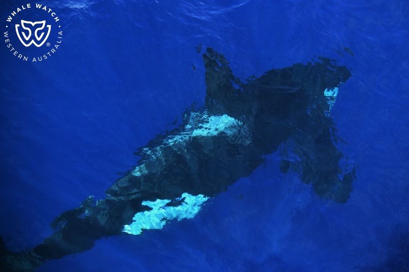 Whale Watch Western Australia