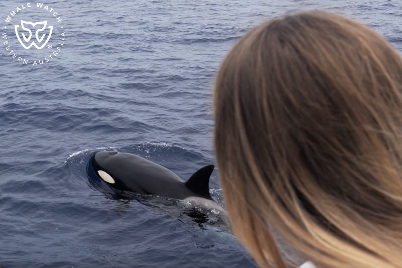 Whale Watch Western Australia