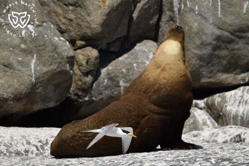 Whale Watch Western Australia