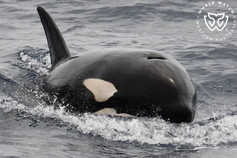 Whale Watch Western Australia