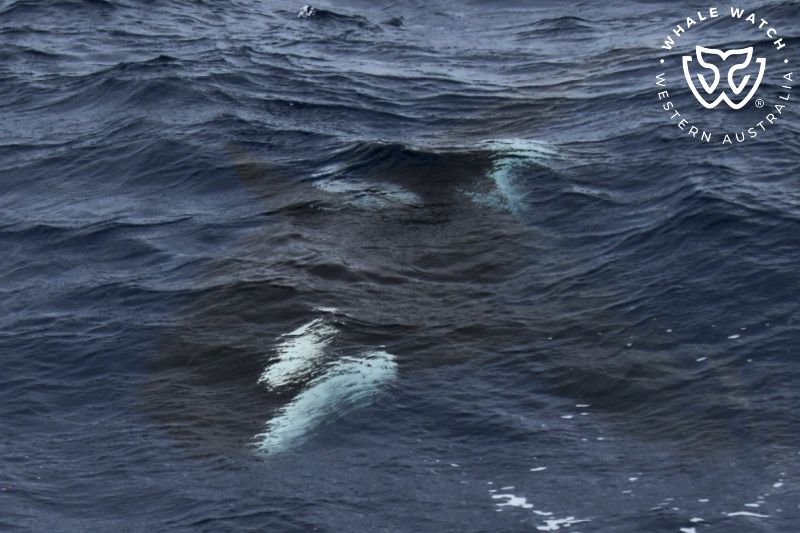 Whale Watch Western Australia