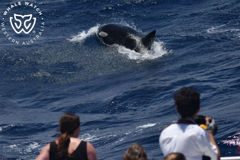 Whale Watch Western Australia