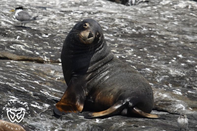 Whale Watch Western Australia