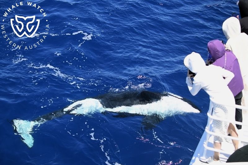Whale Watch Western Australia