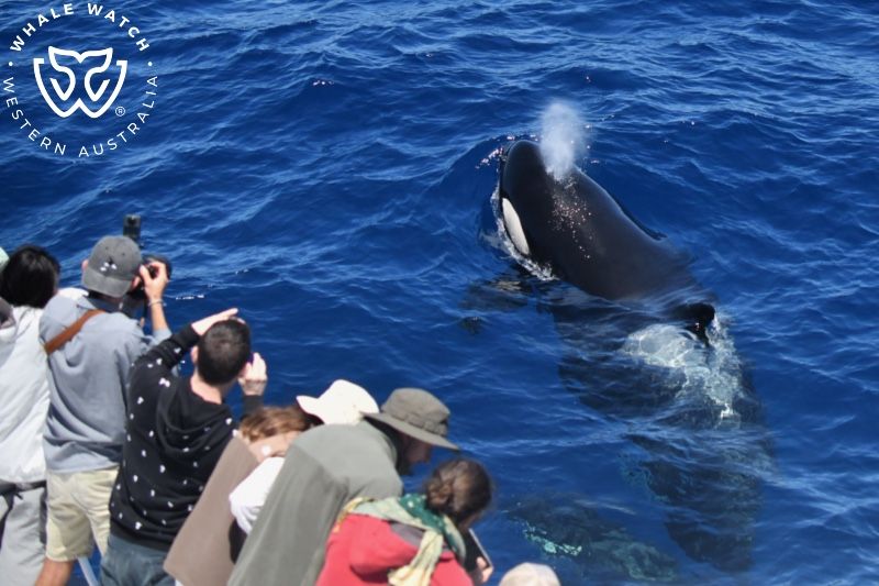 Whale Watch Western Australia