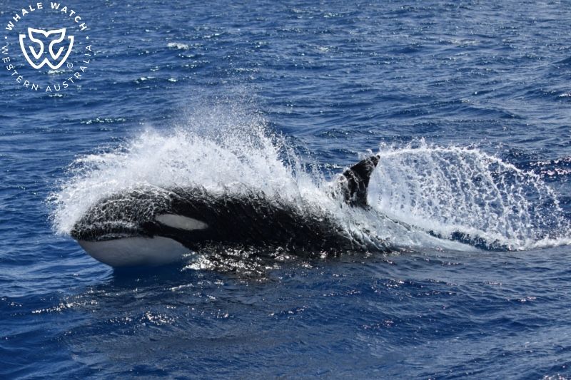 Whale Watch Western Australia