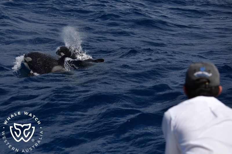 Whale Watch Western Australia