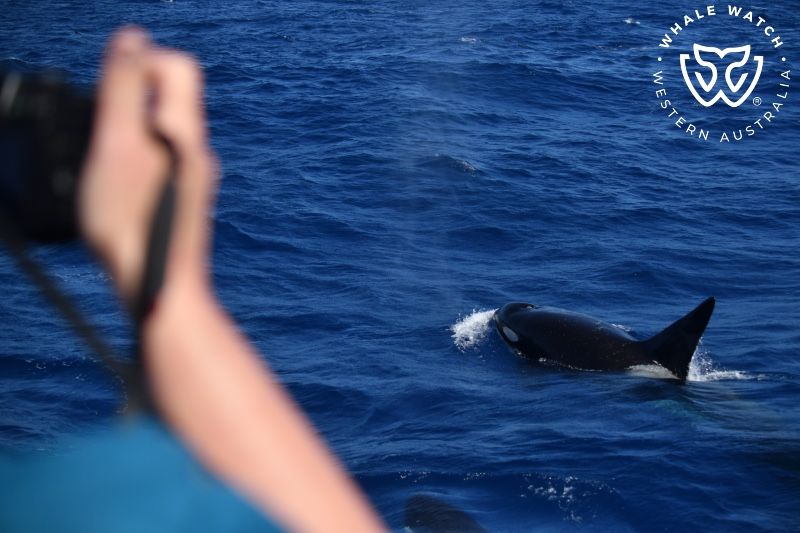 Whale Watch Western Australia