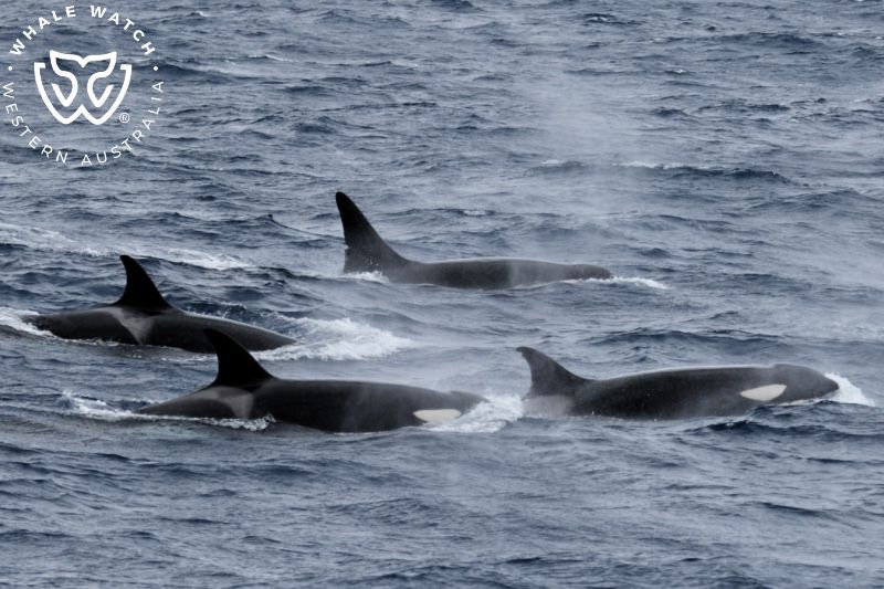 Whale Watch Western Australia