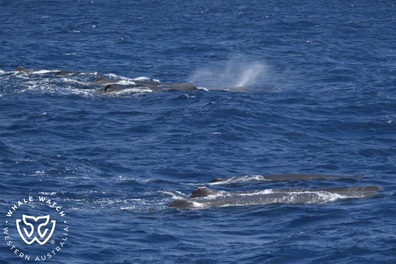 Whale Watch Western Australia