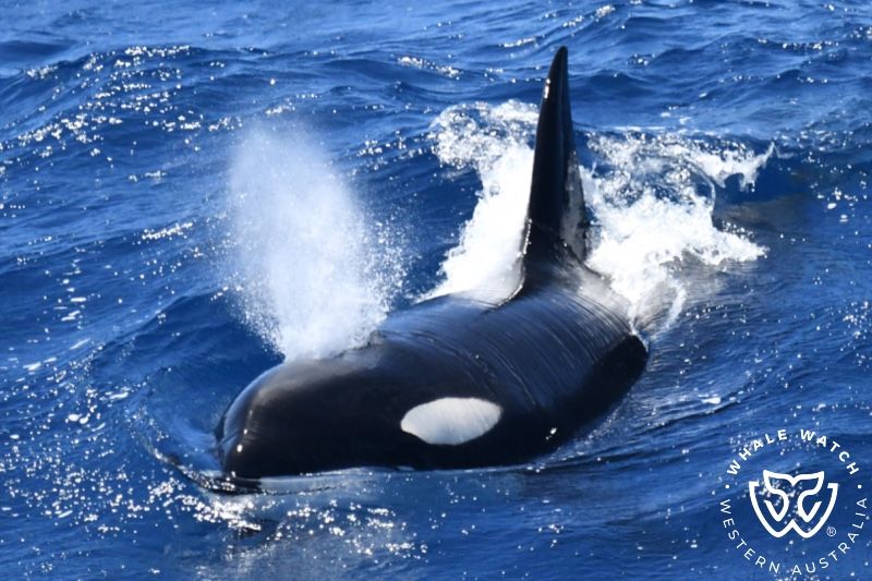 Whale Watch Western Australia