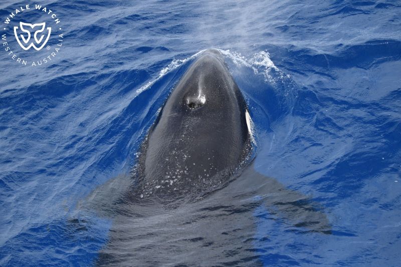 Whale Watch Western Australia