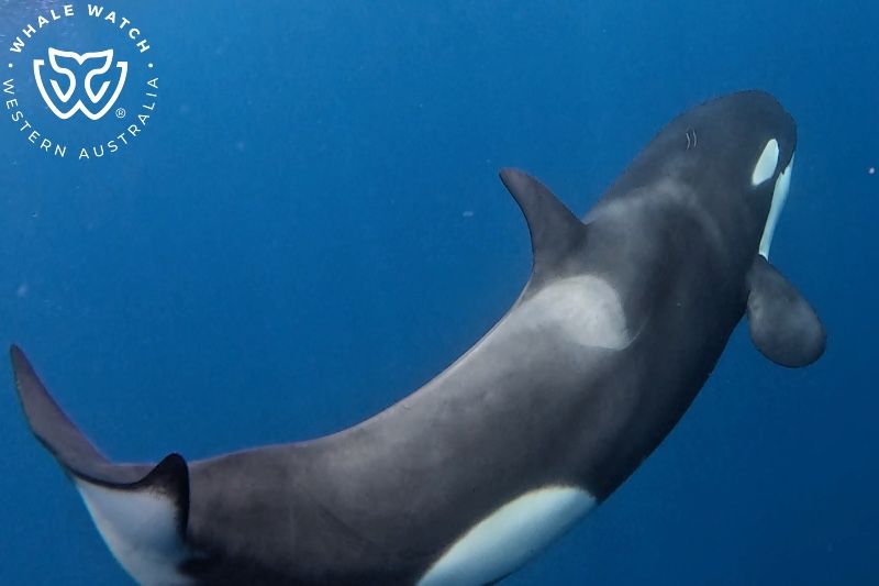 Whale Watch Western Australia