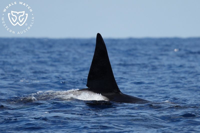 Whale Watch Western Australia