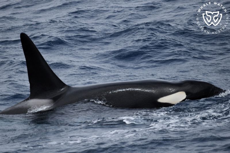 Whale Watch Western Australia