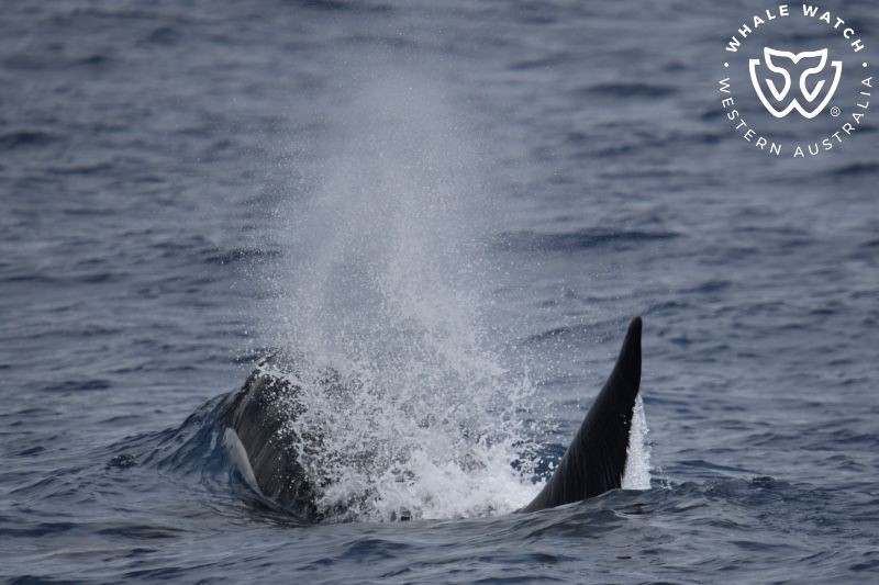 Whale Watch Western Australia