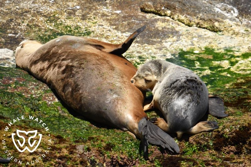 Whale Watch Western Australia