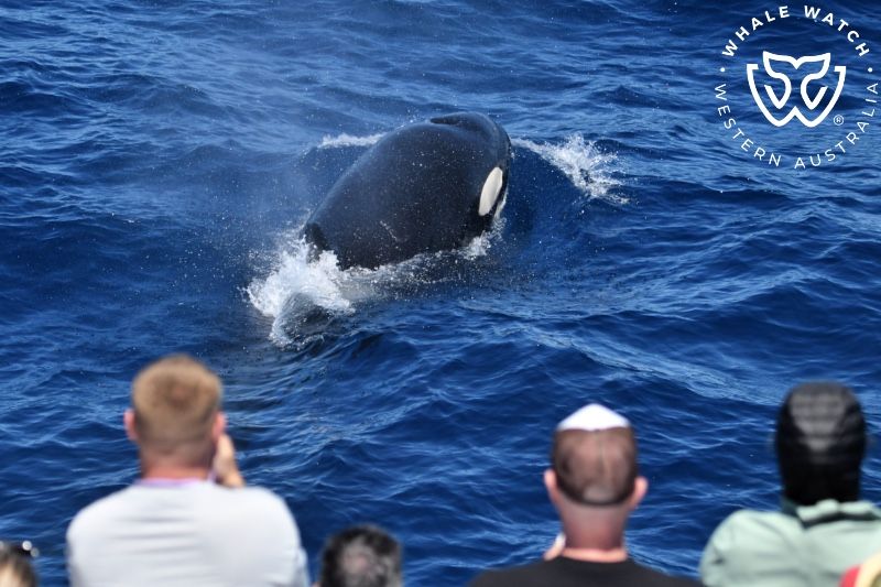 Whale Watch Western Australia