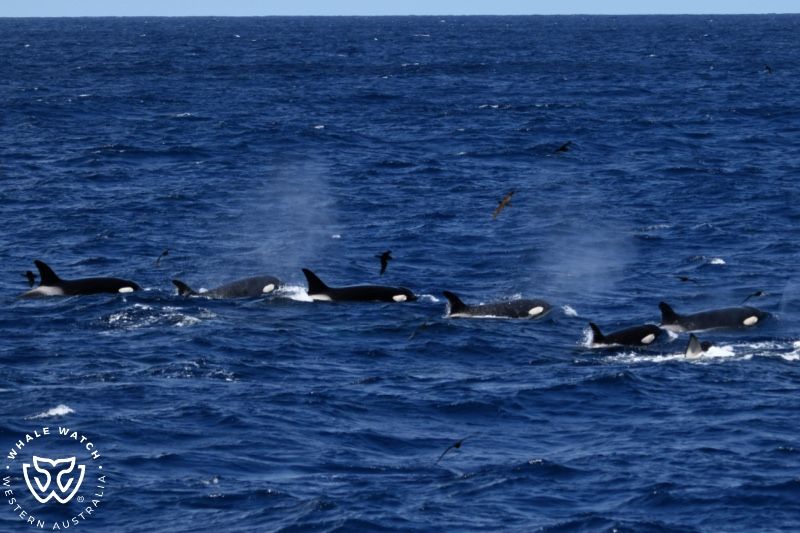 Whale Watch Western Australia