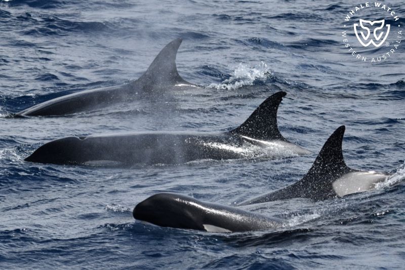 Whale Watch Western Australia