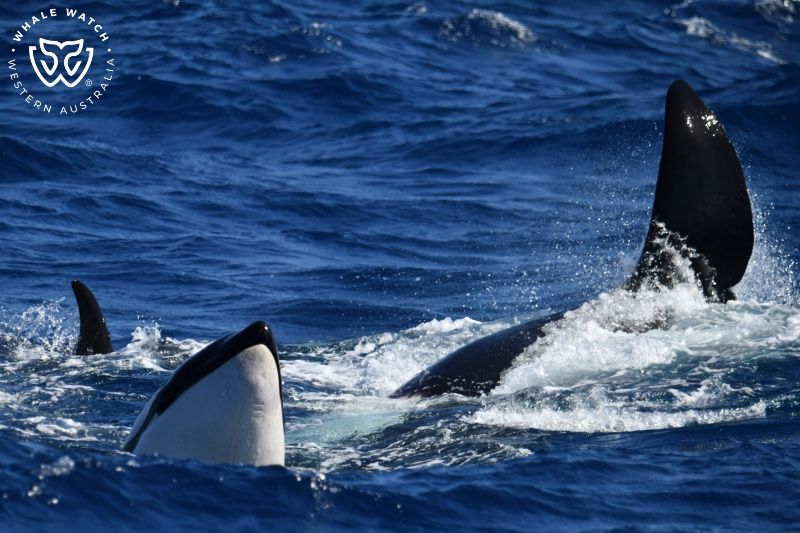 Whale Watch Western Australia