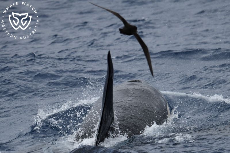 Whale Watch Western Australia