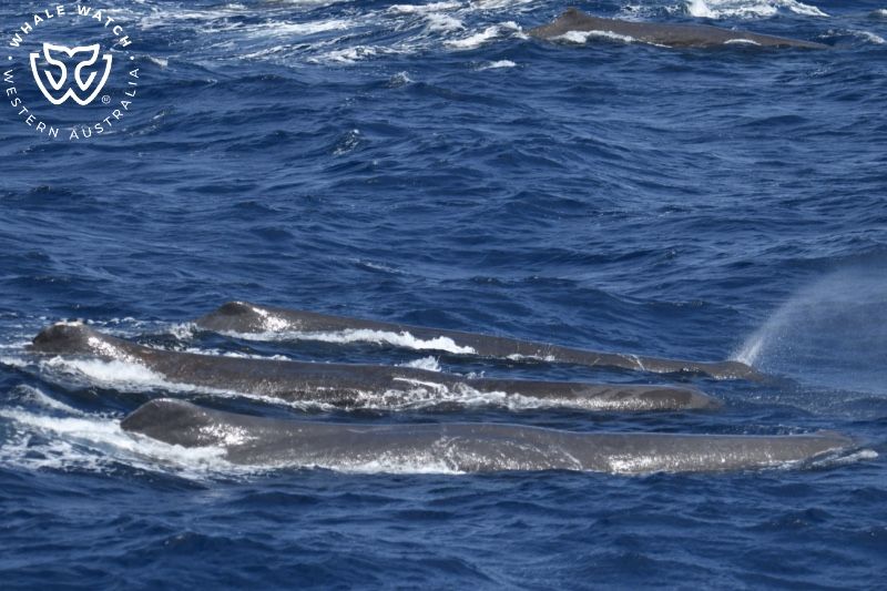 Whale Watch Western Australia