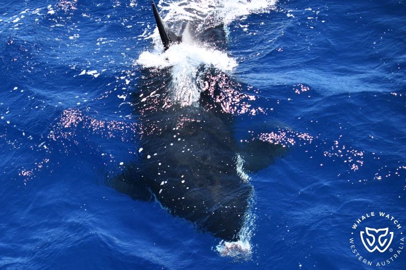 Whale Watch Western Australia