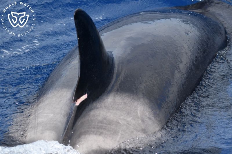 Whale Watch Western Australia