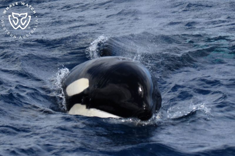 Whale Watch Western Australia