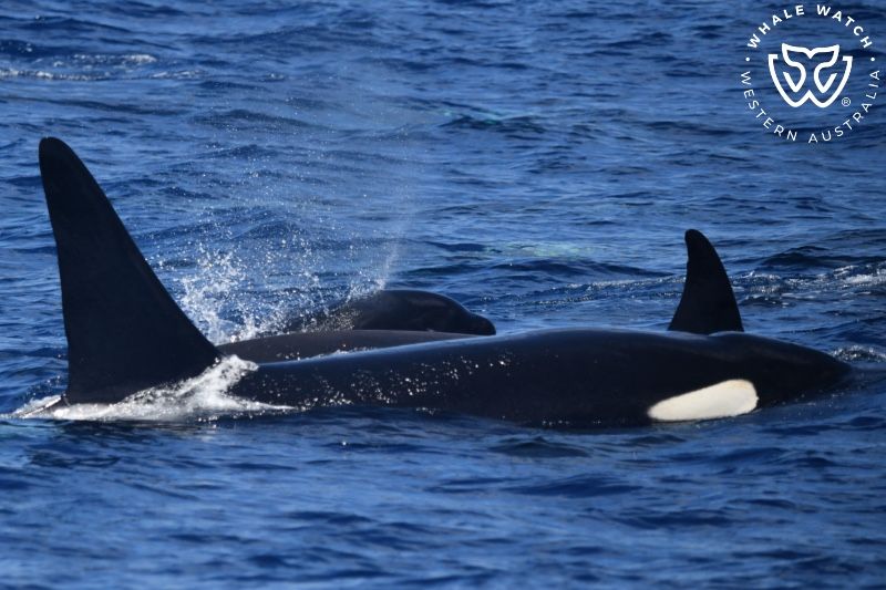 Whale Watch Western Australia