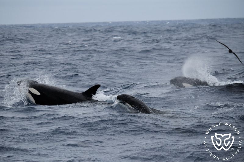 Whale Watch Western Australia
