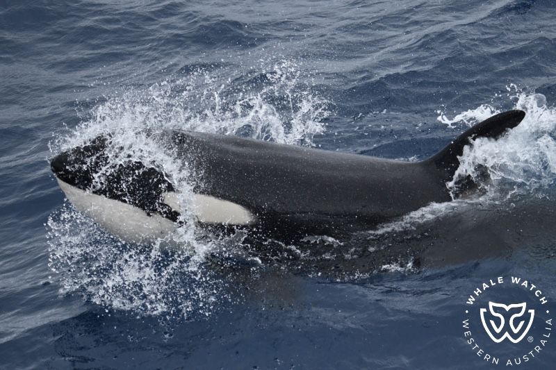 Whale Watch Western Australia