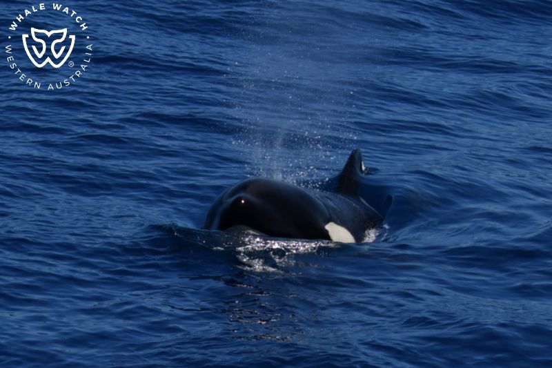 Whale Watch Western Australia